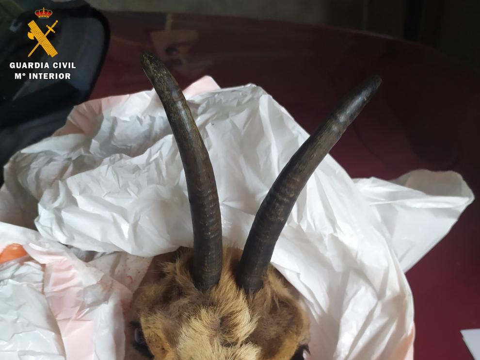 Denunciados unos cazadores por capturar más sarrios de los permitidos y por incumplir el confinamiento