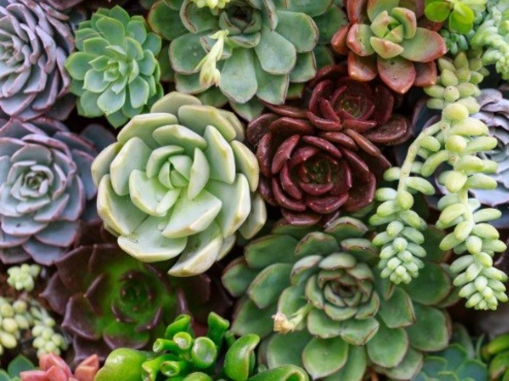 Los botánicos españoles registran 43 nuevas especies de plantas en 2020