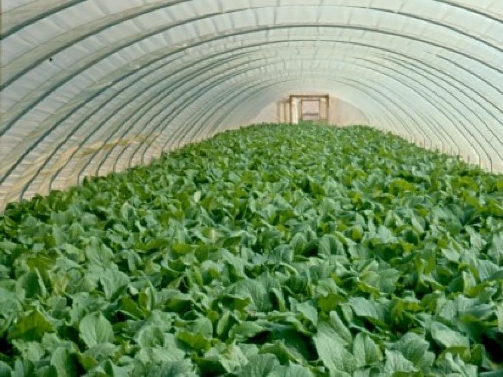 El Gobierno de Aragón destinará 2,4 millones para el apoyo a la formación de agricultores y la transferencia del conocimiento en 2021