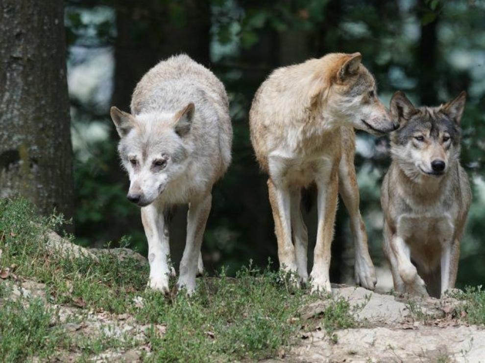 Los humanos que alimentaban a los lobos pudieron ayudar a su domesticación