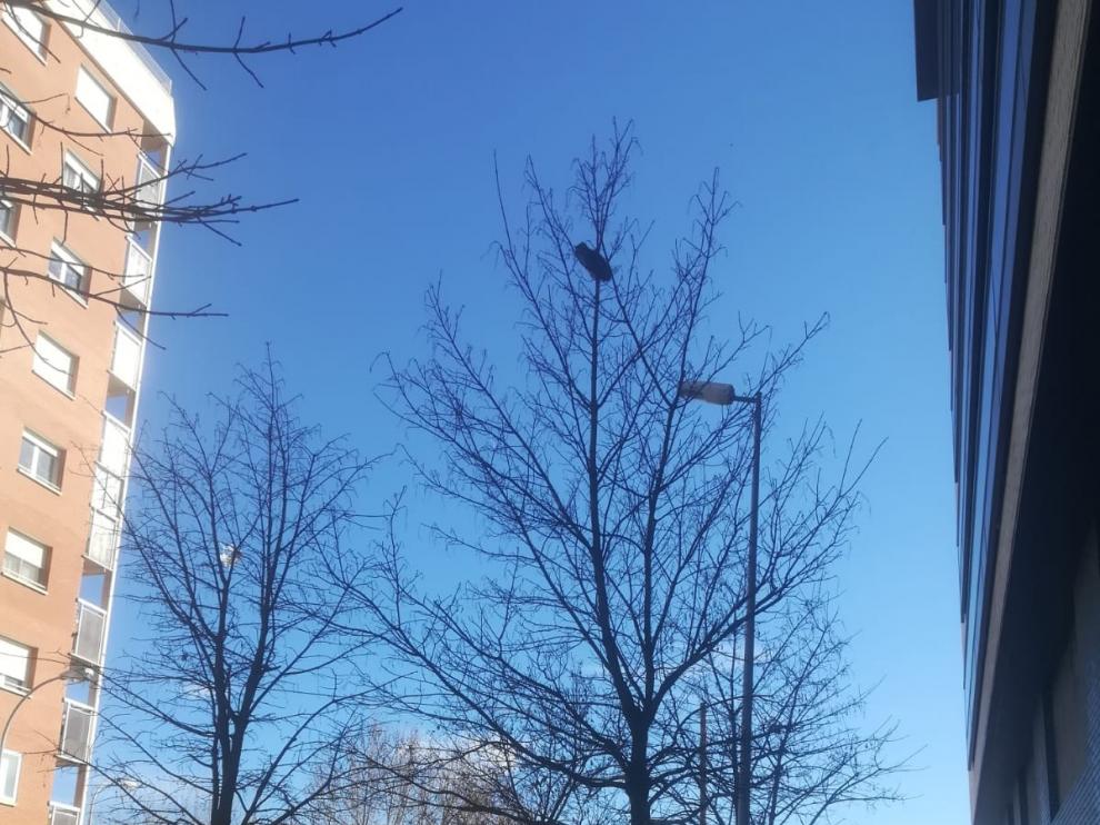 Vecinos de Huesca y Protectoras de Animales piden que rescaten a un gato que lleva tres días encaramado en un árbol
