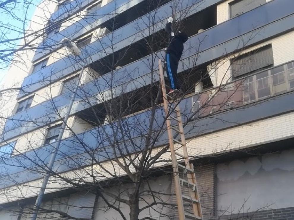 Rescatado por los vecinos un gato que llevaba tres días en un árbol de la calle Alcañiz de Huesca