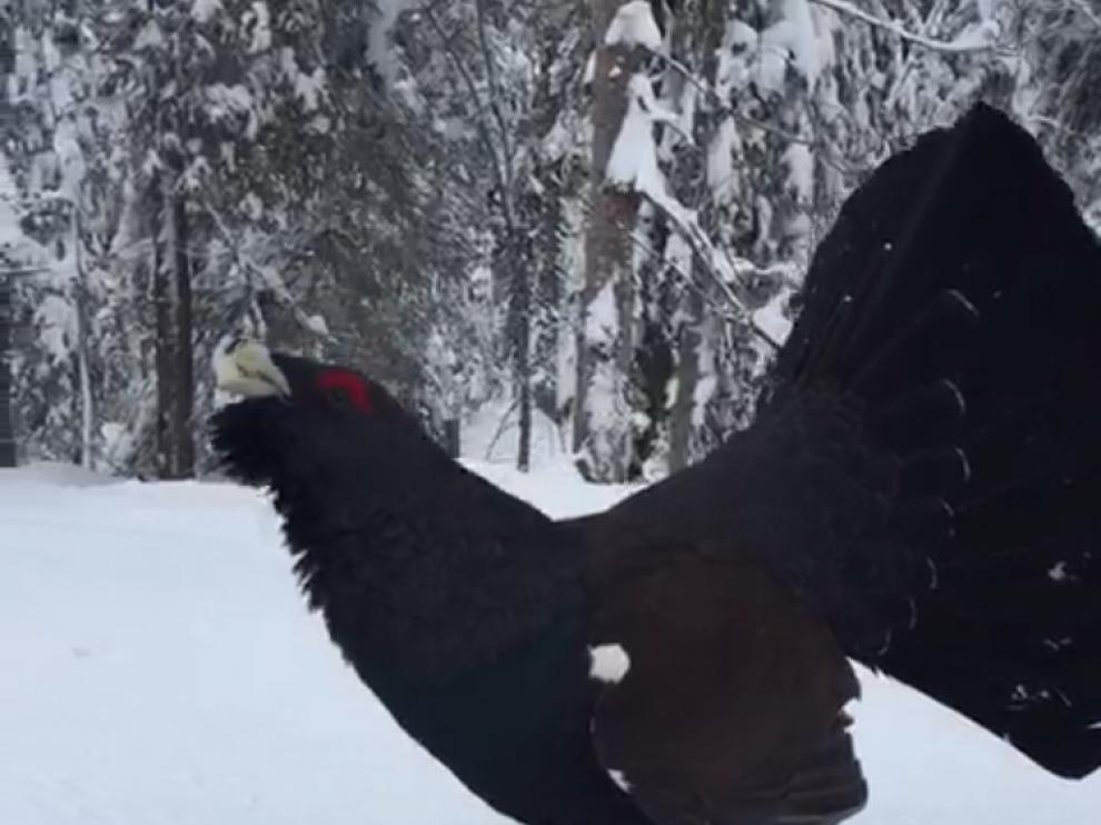 Un urogallo en la nieve, estrella de un vídeo viral