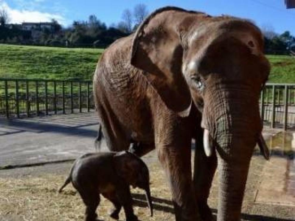 Una historia de superación animal