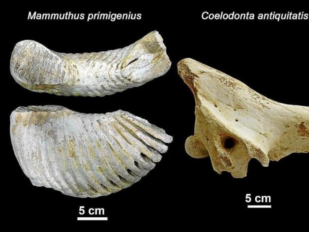 Mainea, el cementerio de los rinocerontes