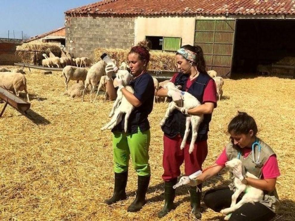 Ciudadanos pide extender el 'Erasmus Rural' a las tres provincias aragonesas