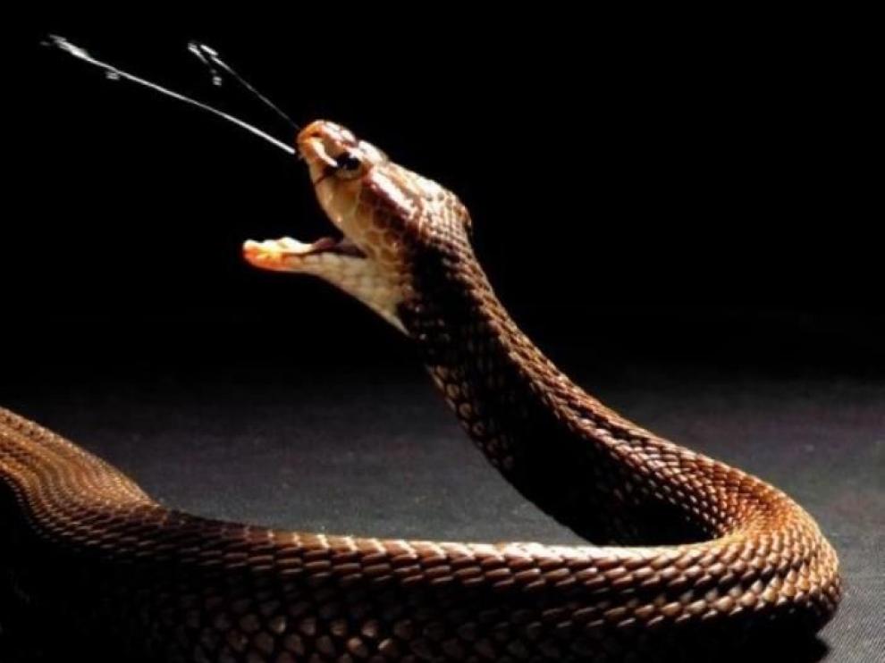 El veneno de las cobras evolucionó para defenderse de los predadores