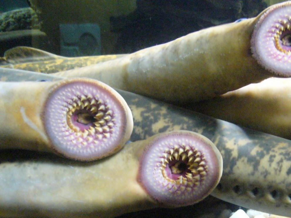 El cerebro humano se cimenta sobre ancestros parecidos a peces