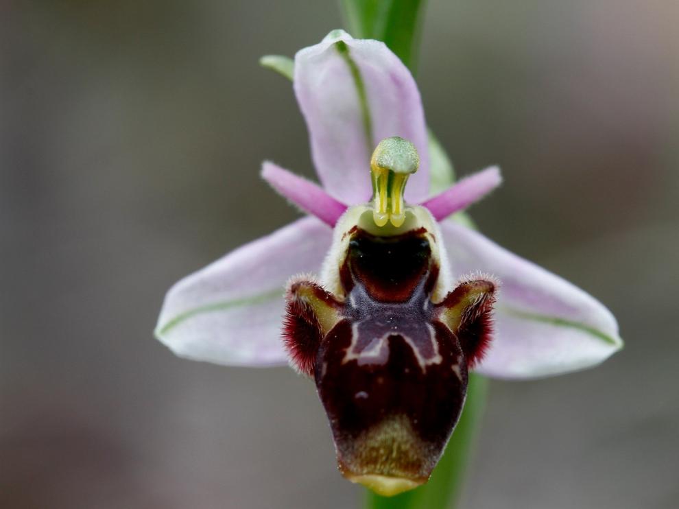 La Comarca del Somontano muestra nueve rutas para disfrutar de la naturaleza en Guara