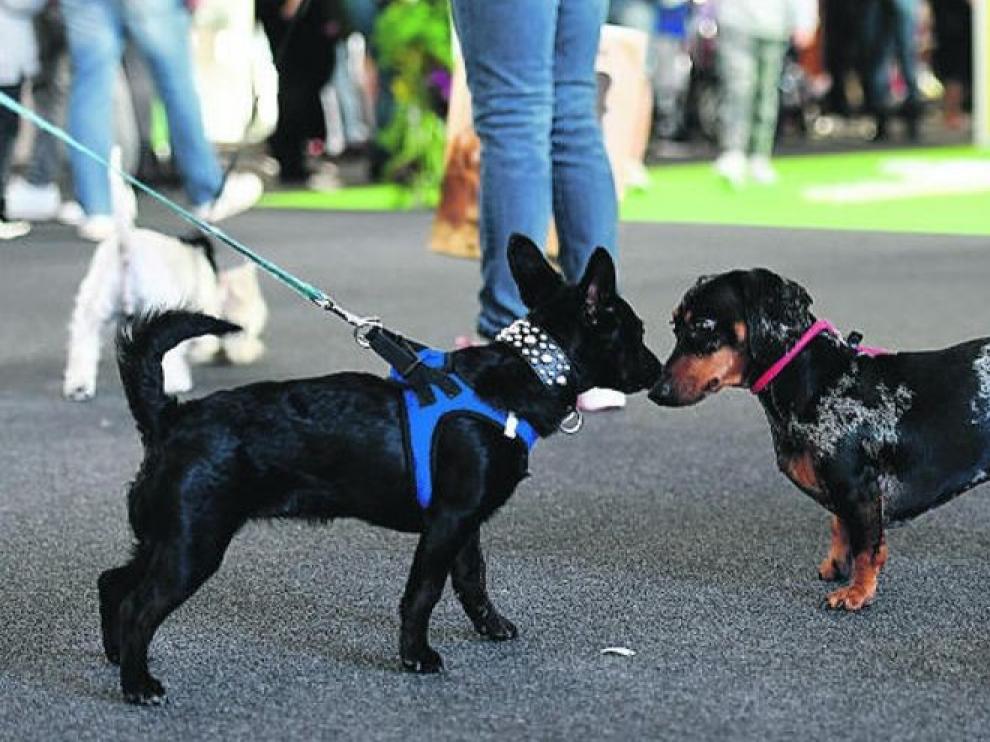 Ya es obligatorio en Huesca que los propietarios limpien los orines de sus animales