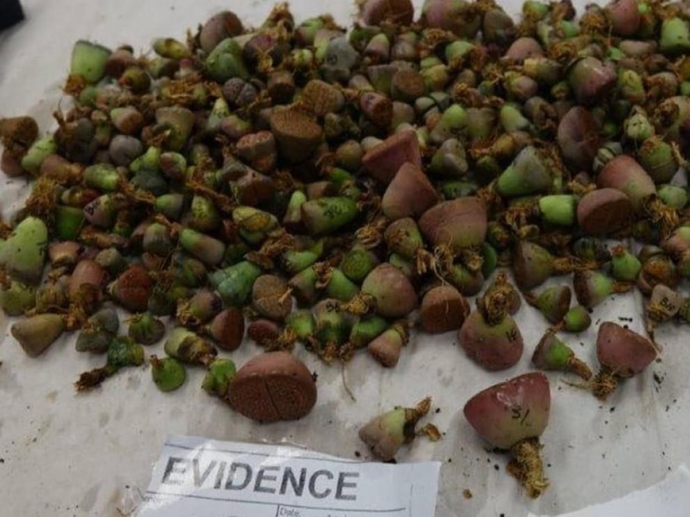 Condenada por entrar en Nueva Zelanda con mil cactus adheridos al cuerpo