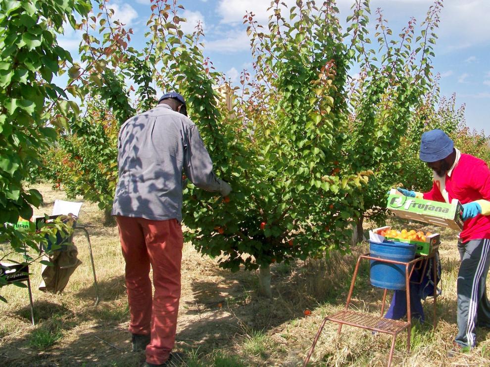 Uaga y Asaja de Aragón se oponen a la orden sobre los temporeros