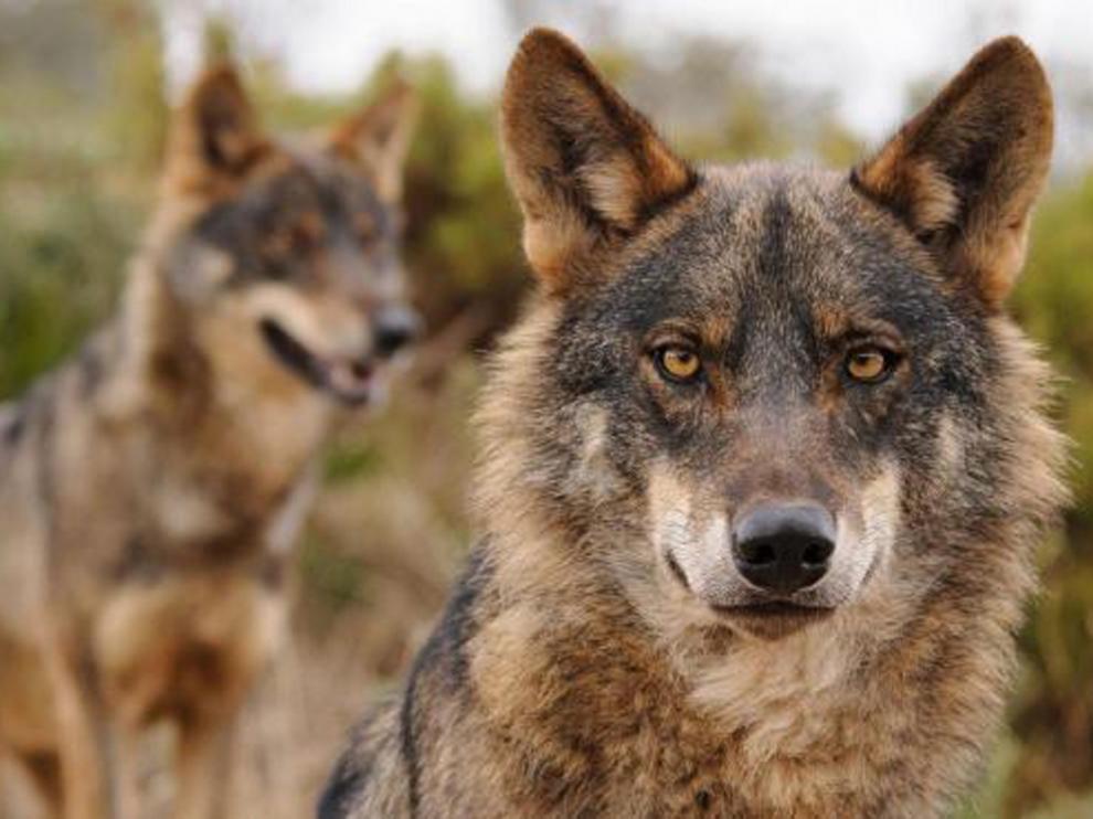 La caza del lobo quedará prohibida en todo el territorio español
