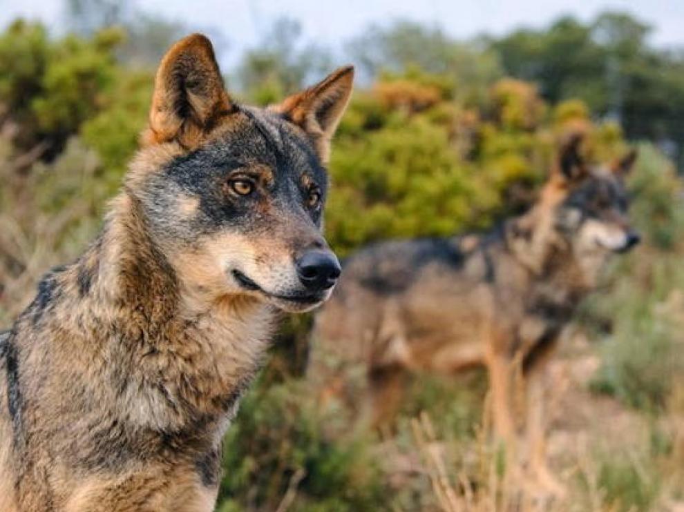 El PP de Huesca se suma al malestar de los ganaderos por la inclusión del lobo como especie protegida