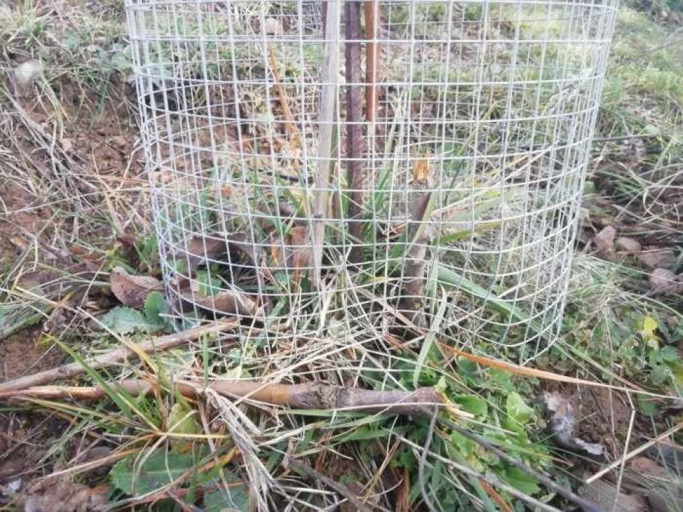 Denuncian destrozos en una plantación de manzanos autóctonos en Artosilla