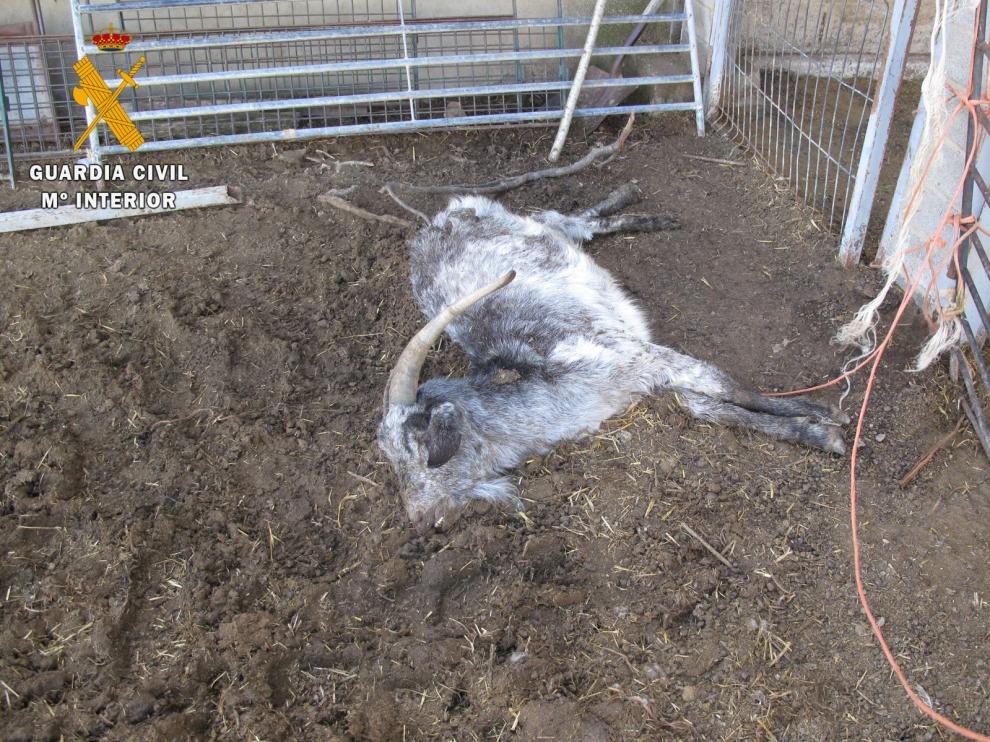 La Guardia Civil halla en una granja de la Hoya de Huesca 43 ovejas y cabras muertas y otras 100 desnutridas