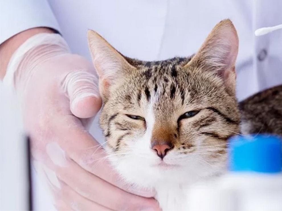 Seúl hace pruebas del coronavirus a gatos y perros domésticos si tienen síntomas
