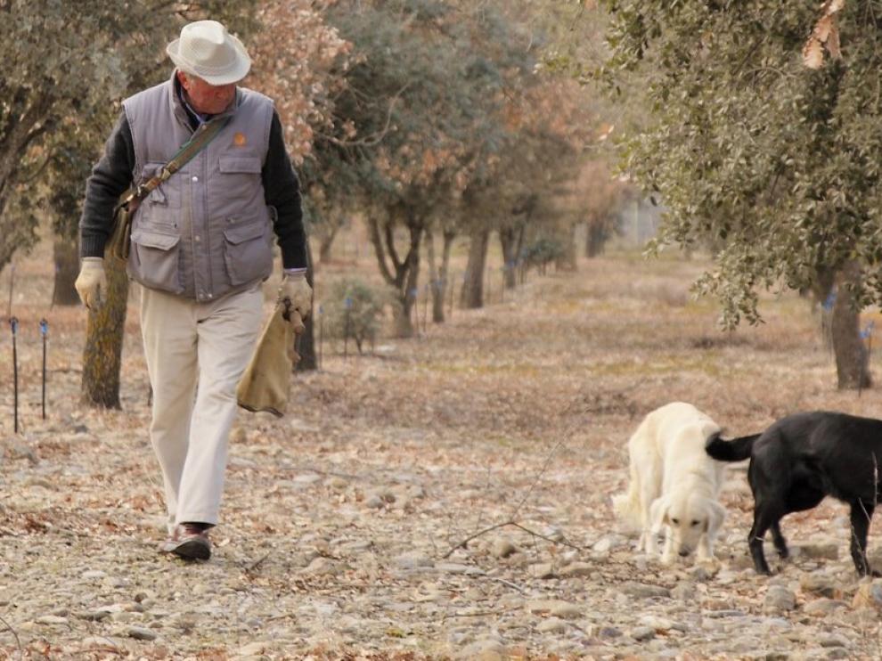 Cae la demanda de trufa en un año de menos producto y gran calidad en la provincia de Huesca