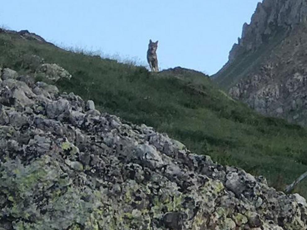 UPA: "La convivencia del oso y el lobo con la ganadería extensiva no es posible"