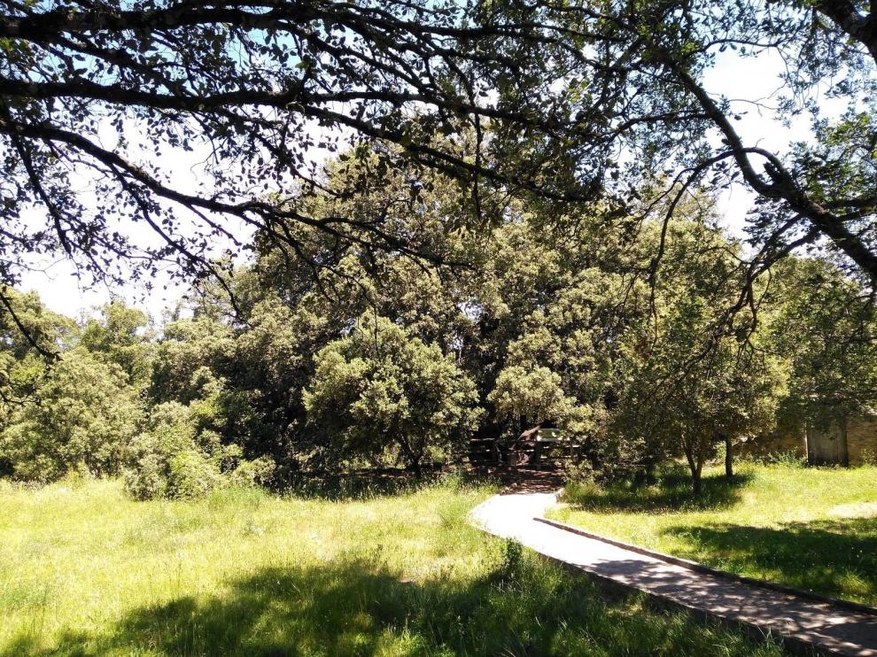 Se buscan embajadores con wasap para entronizar a la resiliente Carrasca Milenaria de Lecina