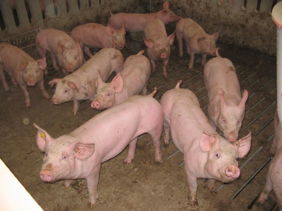 Costa y Fribin, dentro de un gran proyecto de la cadena alimentaria