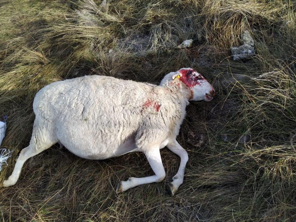 Dos ovejas muertas en Tardienta con heridas "compatibles por ataque de lobo"