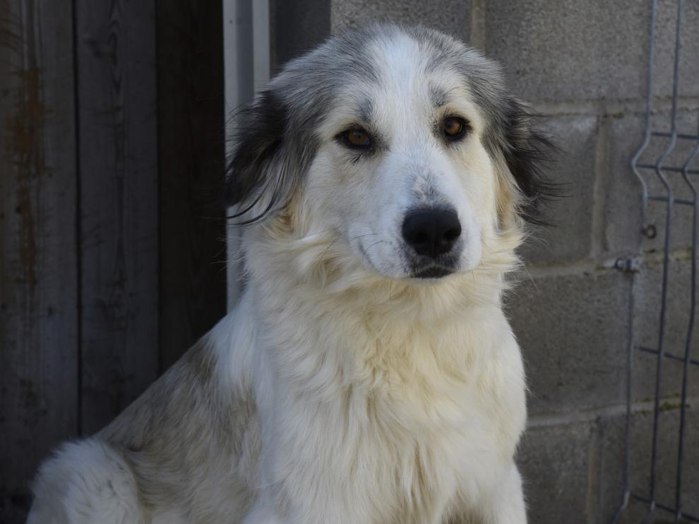 Más de 300 perros encontraron un hogar en 2020 gracias al servicio de recogida de animales de la DPH