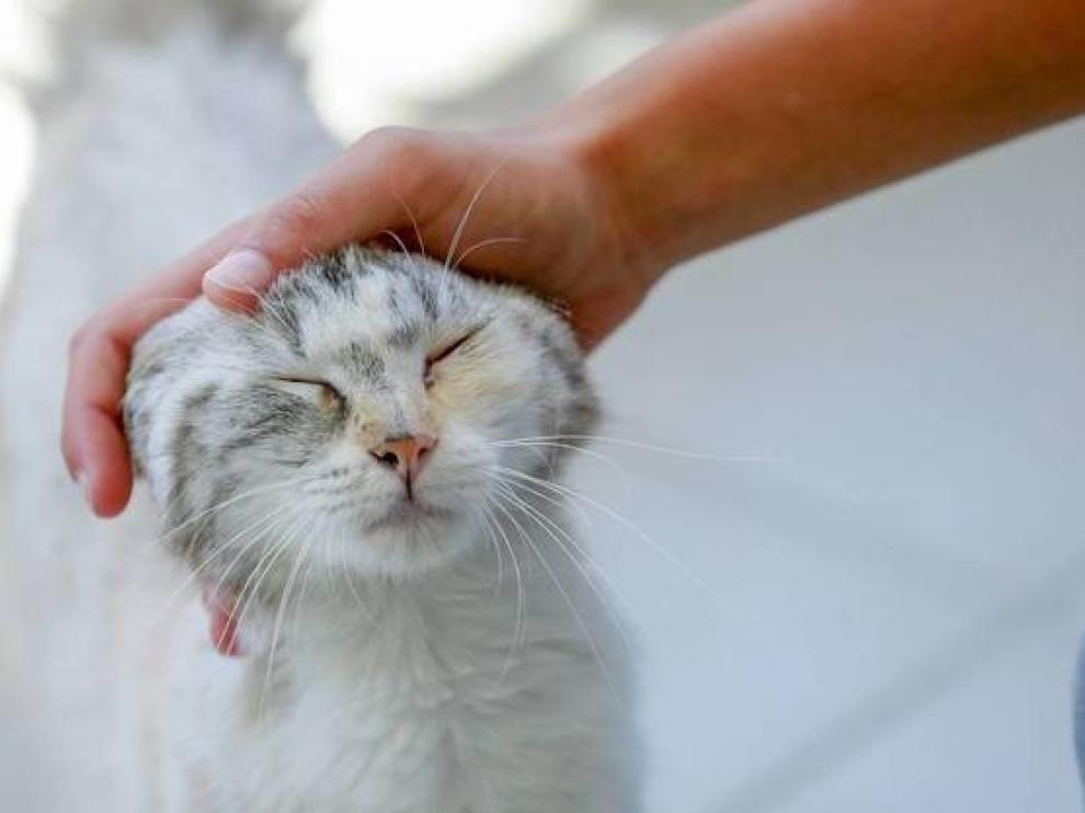 Aprender de los gatos
