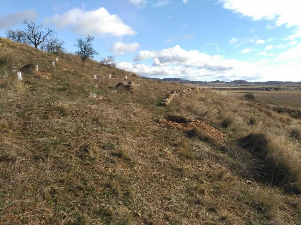 Vecinos de Plasencia del Monte se involucran en el apadrinamiento de árboles