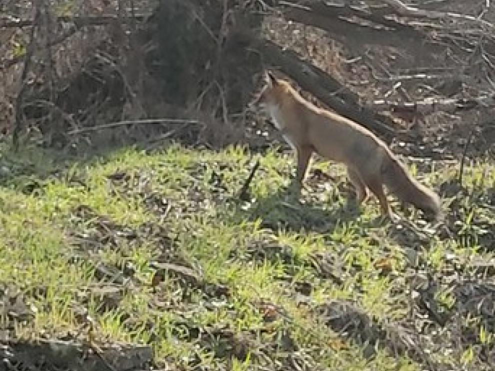 Una zorra merodea por Caballera