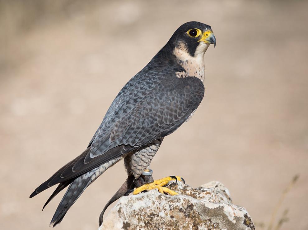 Halcón peregrino.