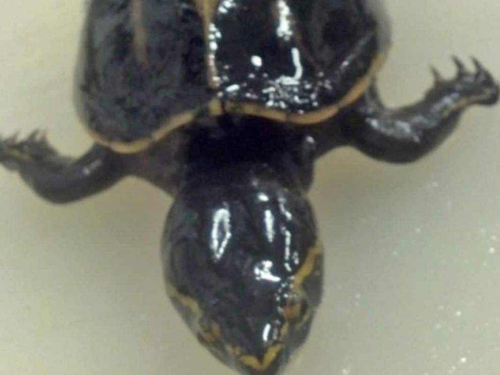 Tortuga encontrada en el interior de un pez