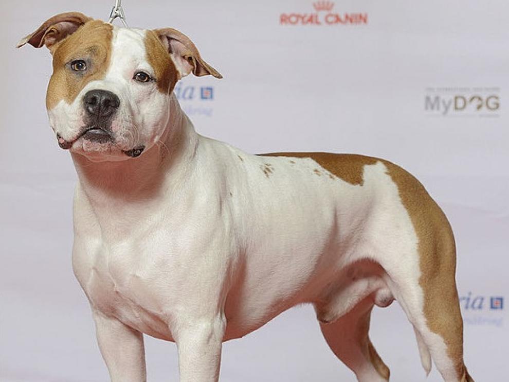American Staffordshire