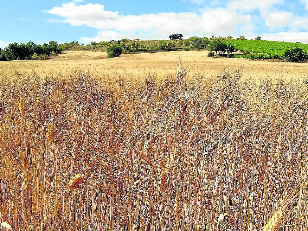 Campo de trigo en la comunidad aragonesa