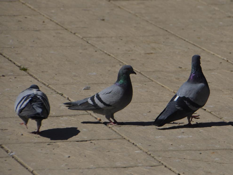 control de palomas