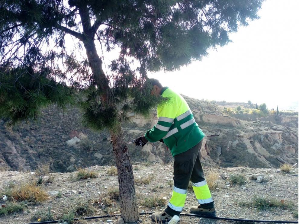 Operario de Parques y Jardines aplica tratamiento en pino local