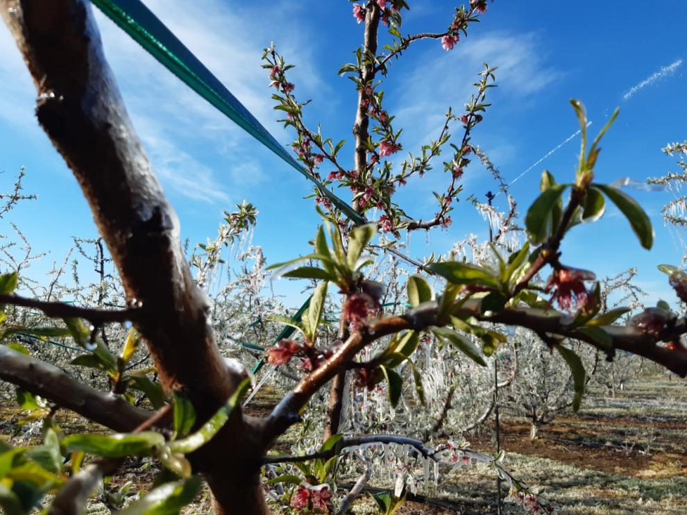 Detalle del hielo que cubría ayer por la mañana los frutales de varios municipios del Bajo Cinca.