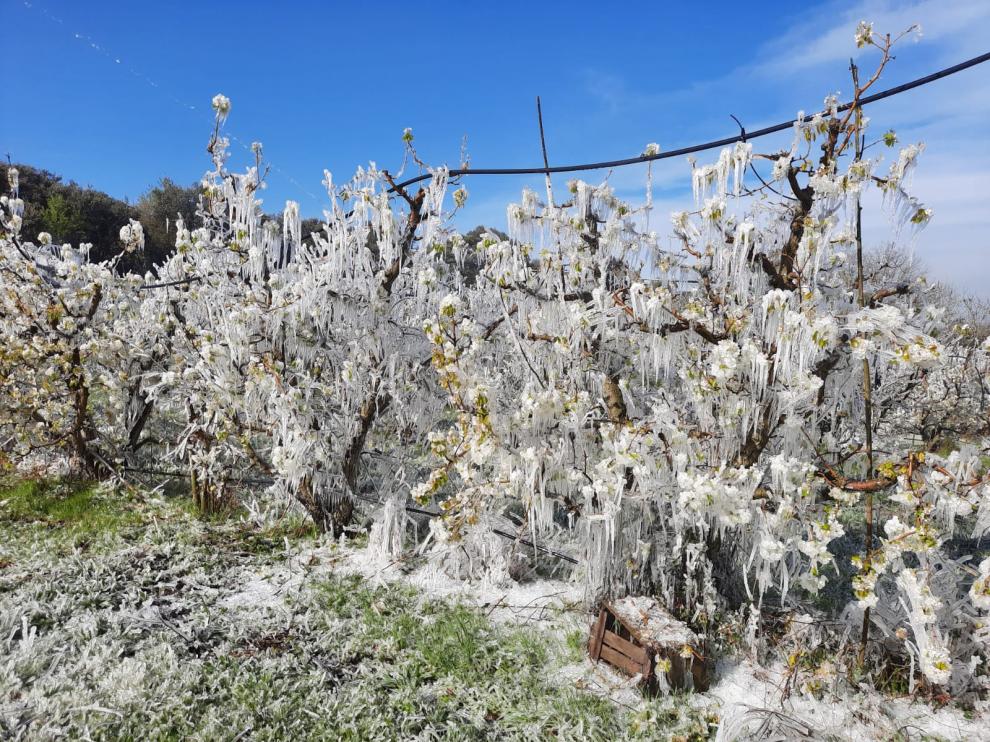 Así de helados amanecieron ayer los frutales en la zona Zaidín-Fraga.