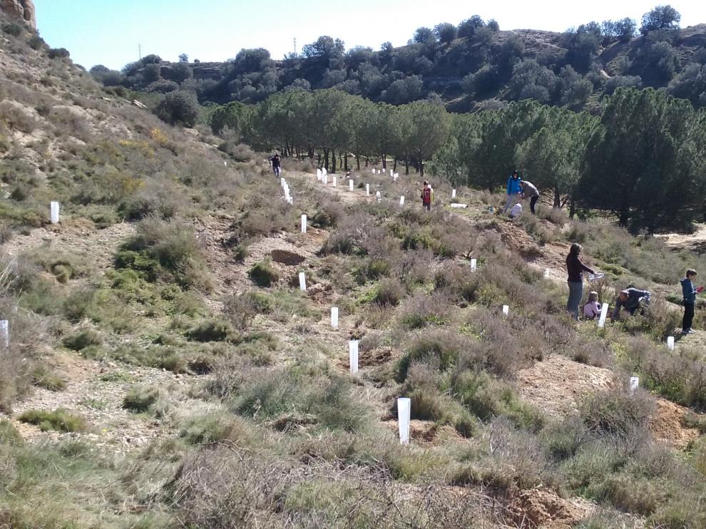 Plantar árboles "a la carta".