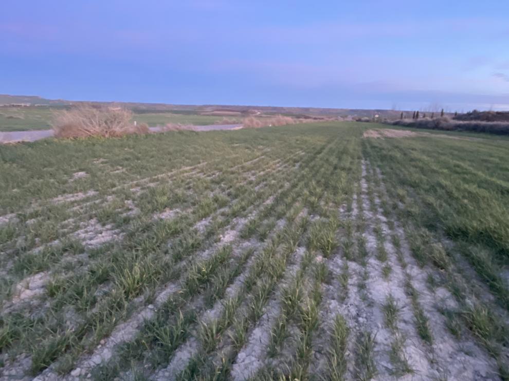Campo de cereal en Los Monegros afectado por la falta de lluvias.