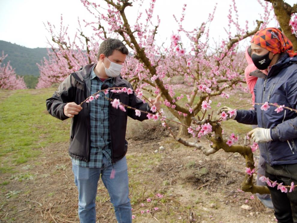 Javier Zapater en una visita a los frutales en Torrente de Cinca.