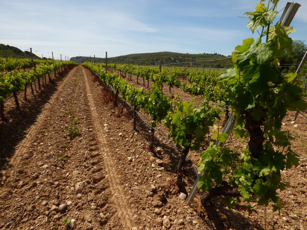 Viñedo de la D. O. Somontano.
