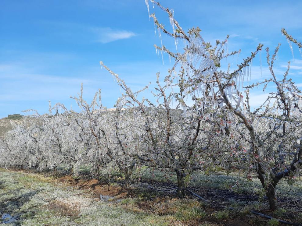 Los árboles frutales aparecieron el domingo con una capa de hielo tras una noche heladora.