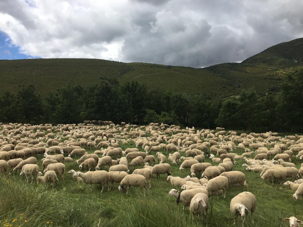 Un rebaño de ovejas en una zona de pastos en la provincia de Huesca.