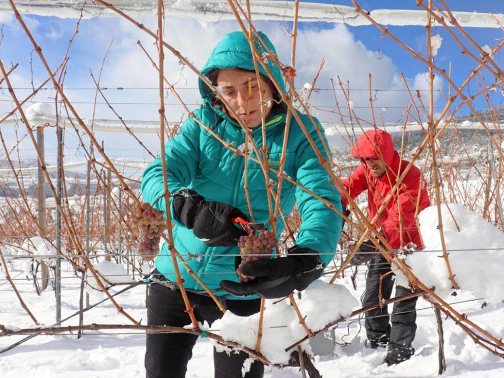 Pilar y Ernest este invierno en la primera vendimia del vino del hielo.