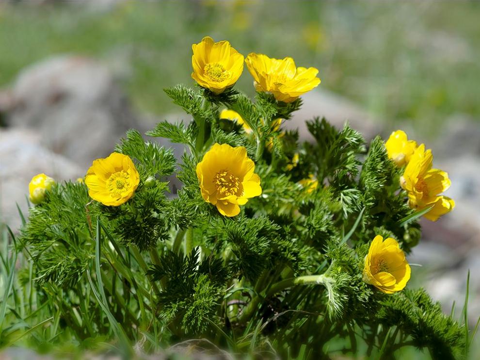 Adonis pyrenaica incluida en la exposición Vivir en las alturas Flora del Pirineo aragonés.