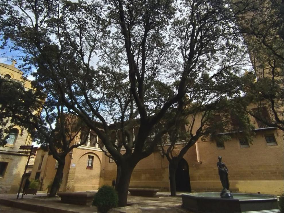 Árboles urbanos en la plaza del ayuntamiento de Huesca