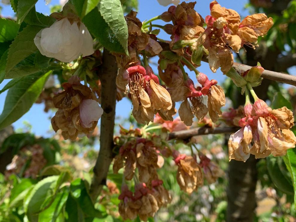 Imagen de los daños de las heladas en la floración de los cerezos en Bajo Cinca