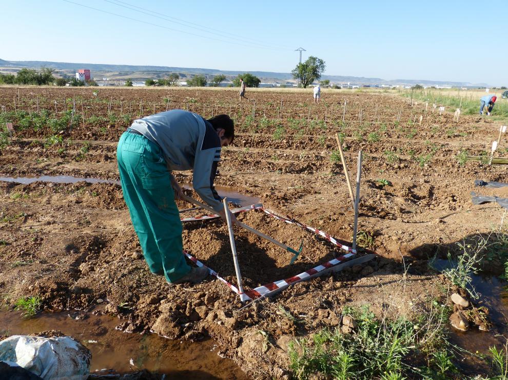 Inserta impartirá un curso sobre cultivos agrícolas
