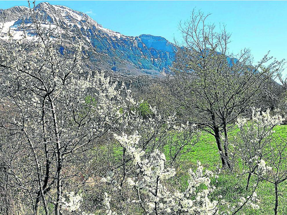 Campo Fondanolo, con los endrinos en flor, donde van a ser las visitas guiadas.